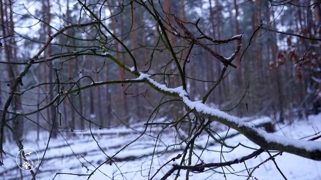 ЛЮБЛЮ СНЕЖНУЮ ЗИМУ | Зимняя Прогулка В Лесу | Музыка и Зимнее Настроение с падающим Снегом