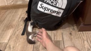 Домашний Горностай Миша играется Ласка Хорек Stoat Misha