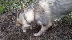 Вы только посмотрите на этого землеройного поросенка. Смешные животные.