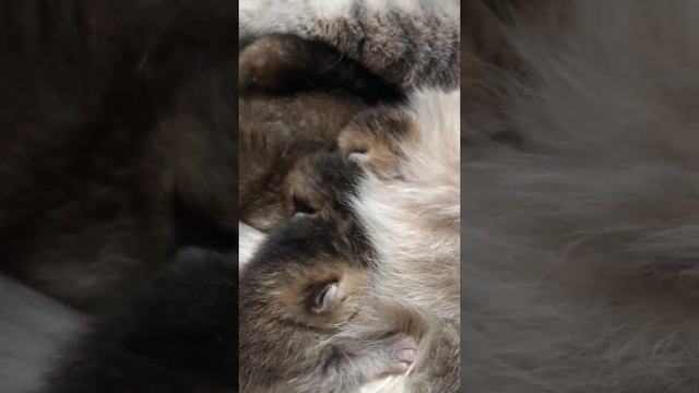 9 шотландских вислоухих. Окрас золотая шиншилла. День 4