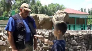 АЗИАТСКИЕ СЛОНЫ