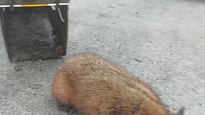 хомяк-Карбыш 2