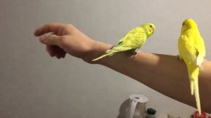 как я приучаю попугаев садится на палец )