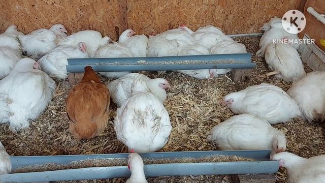 Бройлеров перевожу на зерносмесь / У меня завелись КРЫСЫ, они не любят больших бройлеров смотреть онлайн