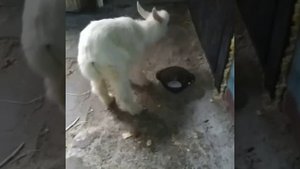 Понос у козлят в первые дни жизни