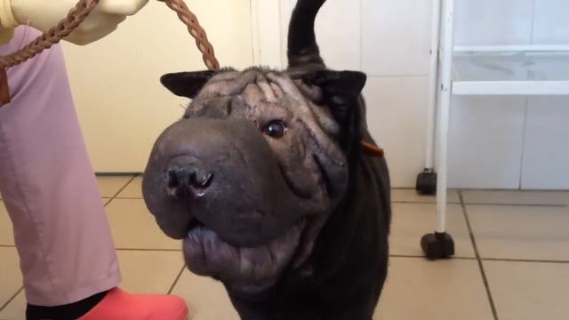 шарпей. временный ролик смотреть онлайн