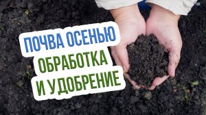 Чем удобрять и как обрабатывать почву осенью? Правила уход за почвой осенью