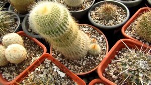 Кактусы засыпают. Мелокактусы  с плодами.