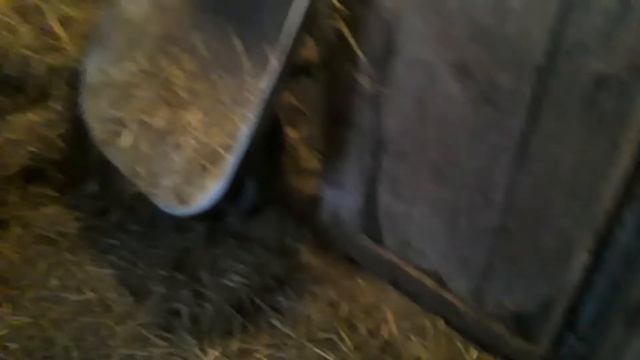 Пойло для телёнка. смотреть онлайн