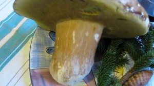 Vrganj kapitalac - Boletus giganteus