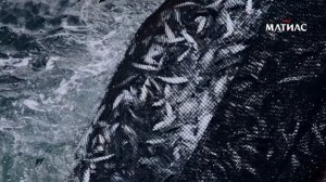 Матиас - вкус отборной сельди