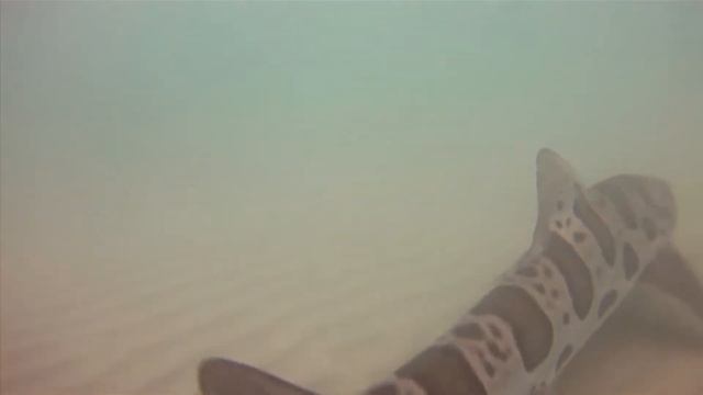 Древнейшие убийцы! Топ кровожадных акул мира! смотреть онлайн