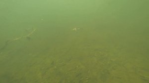 Игра свимбейта LiveTarget Blueback Herring Swimbait 114FS. Подводные съемки. Underwater