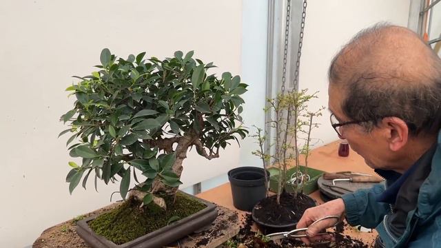 How to Prune a Ficus смотреть онлайн