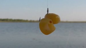 На ЧТО ЛОВИТЬ КАРАСЯ ОСЕНЬЮ?! ЛУЧШИЕ НАСАДКИ для РЫБАЛКИ на КАРАСЯ по ХОЛОДНОЙ ВОДЕ!!