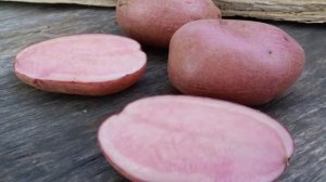 чудогрядка.рф: картофель Красная клюква