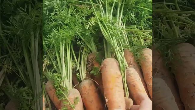 Морковь сорта МОСКОВСКАЯ ЗИМНЯЯ,2020 г. смотреть онлайн