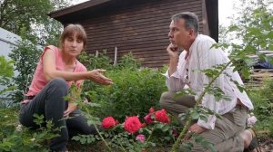 Розы с яблочным ароматом, бесшипные, самоочищающиеся, ультраморозостойкие ругозы.