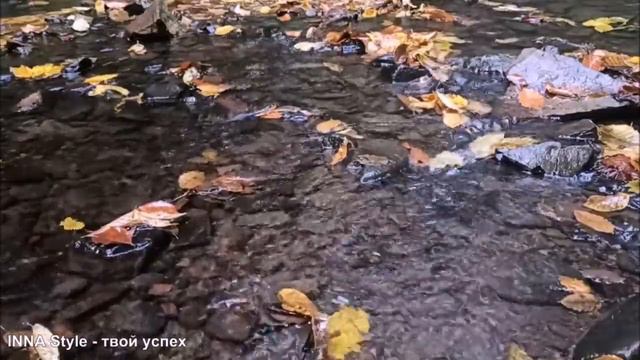 Звуки природы для релаксации: ручей и пение птиц