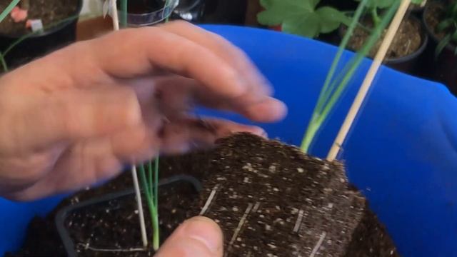 #3 Перевалка двухмесячной рассады лука эксибишен | Как вырастить лук эксибишен больше килограмма смотреть онлайн