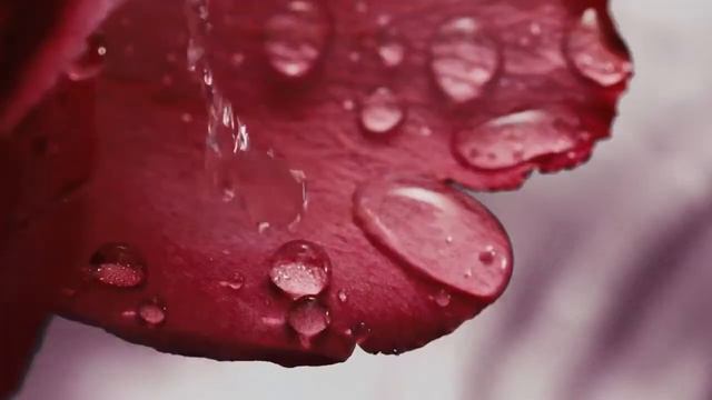 Giorgio Armani: Armani / Prive - Rose Milano смотреть онлайн