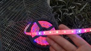 Моя покупка: светодиодная лента для рассады! Обзор.
