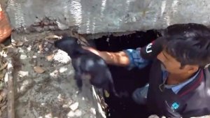 Спасение щенка из водосточного канала