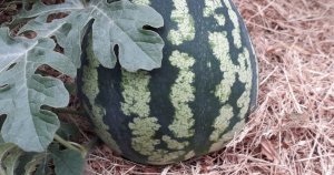 Выращиваем дыни и арбузы