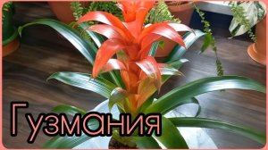 ГУЗМАНИЯ?Неоправданно забытый новичок?Наблюдения?Опыт?Бромелиевые?Уход?Содержание?Полив?