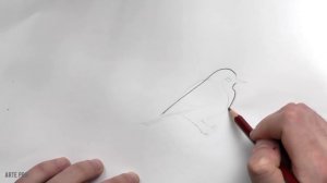 How to Draw a BIRD step by step ⭐ [METHOD]