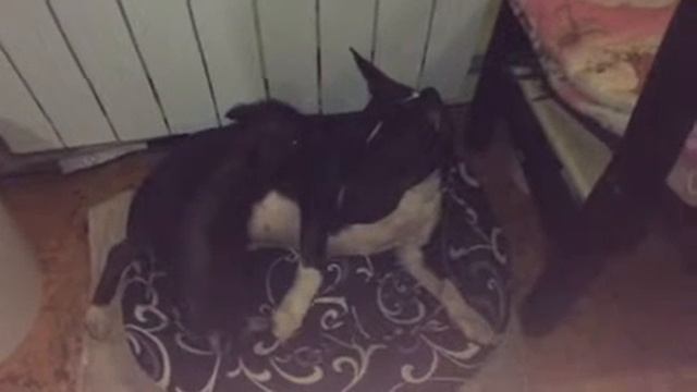 Минибуль и минипиг. Мисти и Веня смотреть онлайн