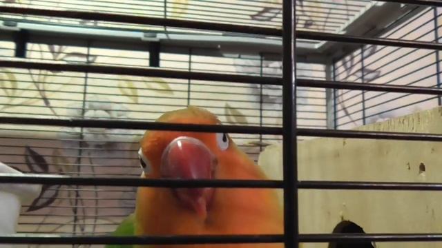 Неразлучники Фишера новый гнездовой сезон смотреть онлайн