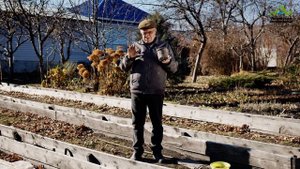 УКРЫТИЕ ВИНОГРАДА НА ЗИМУ | ОБРАБОТКА ОТ ГРЫЗУНОВ | КАК УКРЫТЬ ВИНОГРАД НА ЗИМУ
