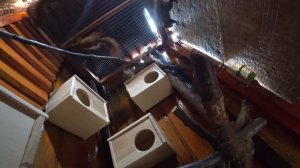 Приехала большая семья домашних белок//первое знакомство, адаптация и кормление бельчат