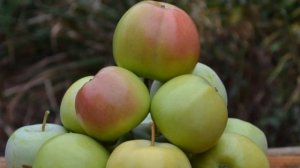 Сорт яблони Башкирский изумруд