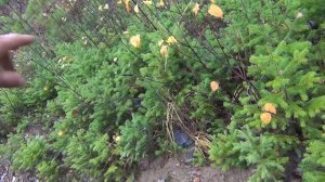 Размножение пихты и ели кедра в тайге в лесу выращивание пихта ель елка сибирской сосны