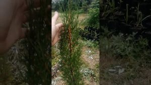 Кипарис вечнозелёный колоновидные из семян? #кипарис #экзот #озеленение