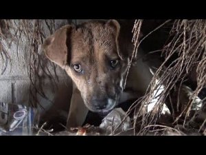 Она целовала каждого своего щенка, потому что думала, что больше их не увидит…