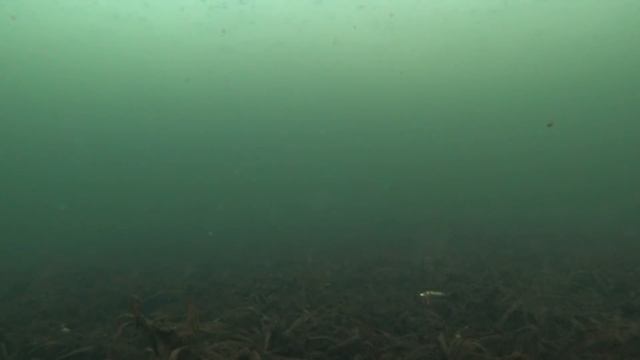 Игра Балансира под Водой! Балансиры Разных производителей!