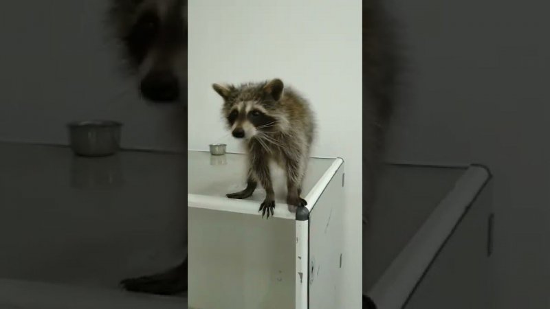 Енот.Выставка животных