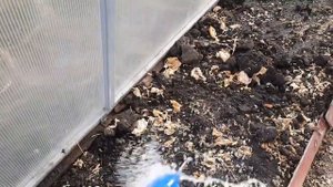 ОБРАБОТКА ПОЧВЫ В ТЕПЛИЦЕ БЕЗ ХИМИИ #теплицаобработка#