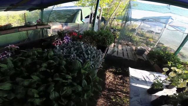 Рынок рассады, цены, ассортимент смотреть онлайн