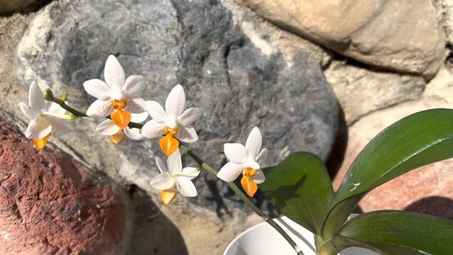 ЦВЕТЕНИЕ Фаленопсисов! Часть 1. Phalaenopsis Orchids!