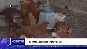 Внимание! Птичий грипп!