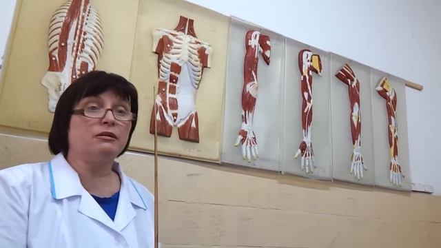 Мышцы груди. Мышцы живота. Мышцы спины. Анатомия. Урок 2