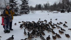 Наша жизнь на Аляске. В Парке Кормим Смелых Уточек. Просто класс. Анкоридж, США