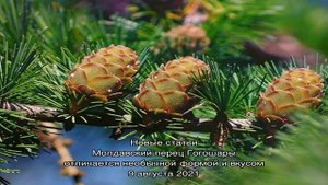 Выращиваем кипарис из семян – несложный способ получить вечнозеленого красавца