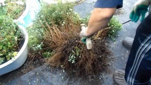 Пересадка и деление летнецветущих  спиреи. "Литл Принцесс", "Генпей". Август.