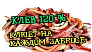 КАК ПРИГОТОВИТЬ ЧЕРВЯ ДЛЯ РЫБАЛКИ. ЧЕРВЬ ЛУЧШАЯ НАСАДКА НА КАРАСЯ, КАРПА ОСЕНЬЮ