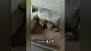 Лучший кот на планете! Кот Шелдон мемы с котами